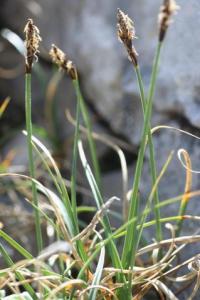 Carex pyrenaica