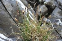 Carex pyrenaica