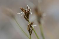 Carex rupestris Carex rupestris
