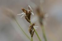 Carex rupestris