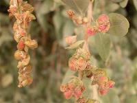 Atriplex halimus