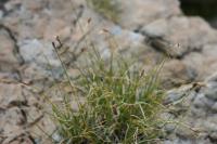 Carex rupestris