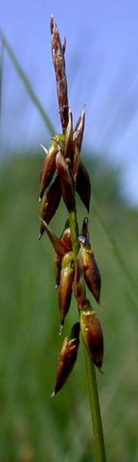 Carex pulicaris