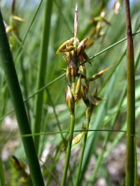 Carex pulicaris