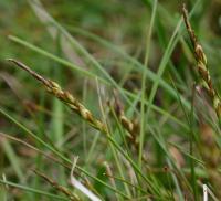 Carex pulicaris