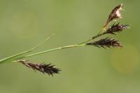 Carex frigida