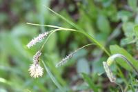 Carex frigida