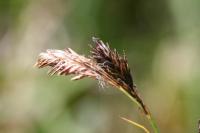 Carex frigida