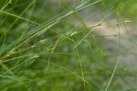 Carex remota