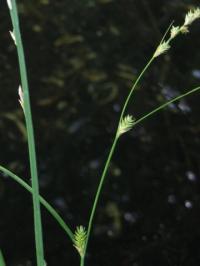 Carex remota