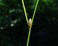 Carex remota