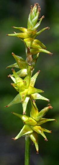 Carex leporina