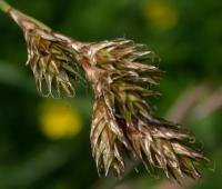 Carex leporina