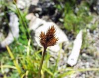 Carex leporina