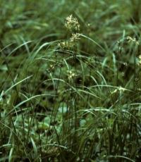 Carex brizoides