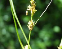 Carex brizoides