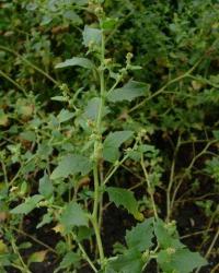 Atriplex rosea