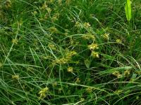 Carex brizoides