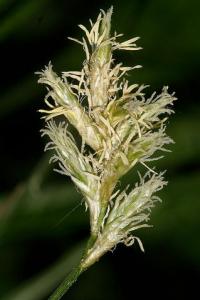 Carex brizoides