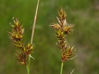 Carex ligerica