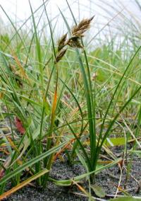 Carex arenaria