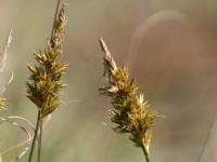 Carex arenaria