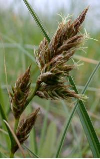 Carex arenaria