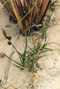 Carex arenaria