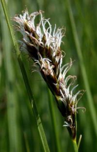 Carex divisa