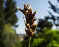 Carex divisa