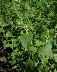 Atriplex rosea