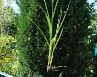 Carex divisa