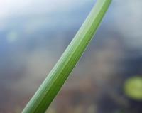 Carex paniculata subsp. lusitanica