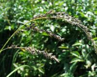 Carex paniculata subsp. lusitanica