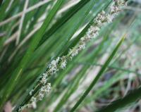 Carex paniculata subsp. lusitanica