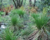 Carex paniculata subsp. lusitanica