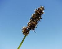 Carex cuprina