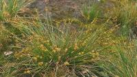 Carex muricata subsp. lamprocarpa