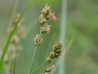 Carex muricata subsp. lamprocarpa