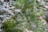Carex muricata subsp. lamprocarpa