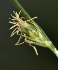 Carex divulsa subsp. divulsa