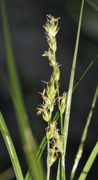 Carex divulsa subsp. divulsa
