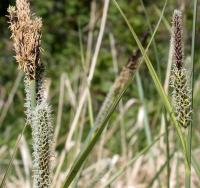 Carex acutiformis