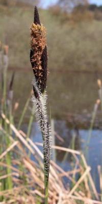 Carex acuta