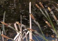 Carex acuta