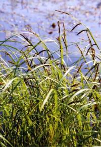 Carex acuta