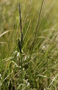 Carex trinervis