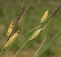 Carex trinervis