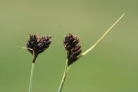 Carex nigra