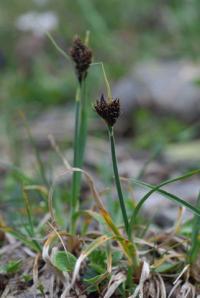 Carex nigra